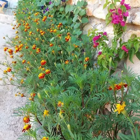 Apartamento Flower *