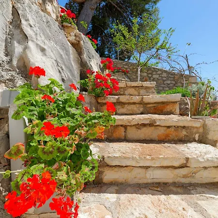 Flower * Sarande